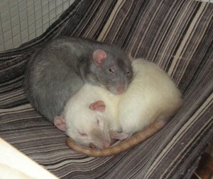 Cliché and Bublina sleeping